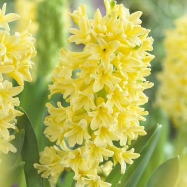 Organic Heirloom Non-GMO Yellow Hyacinth Seeds for Planting – Fragrant Spring Blooms