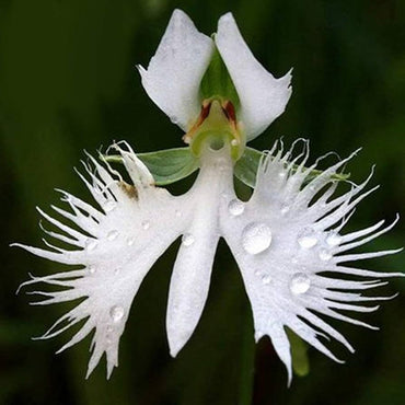 Japanese White Orchid Rare Flower Seeds for Garden Planting