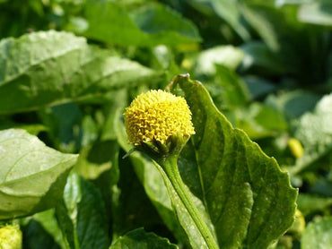 Sorrel herb Rumex acetosa seeds for planting in kitchen gardens or herb planters