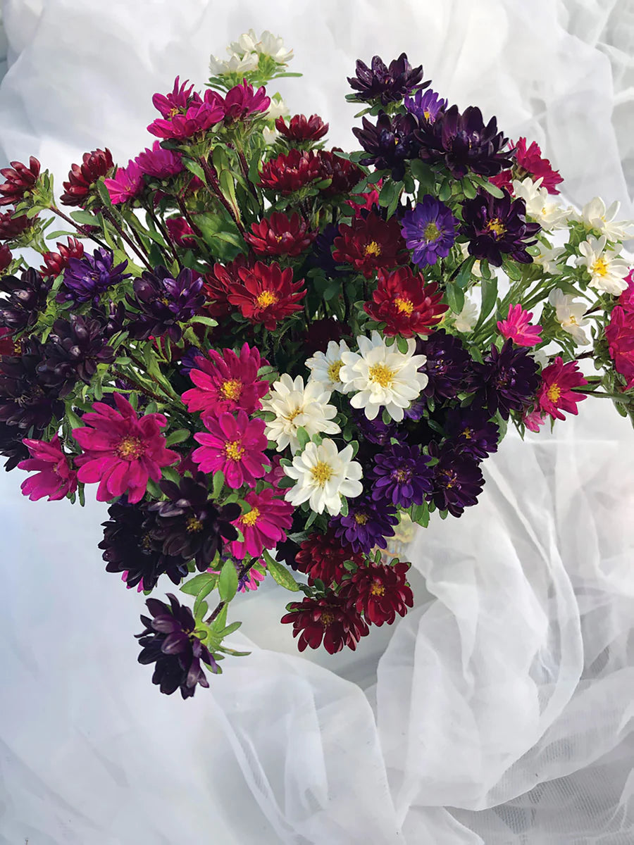 Serenade Mix – China Aster Seed