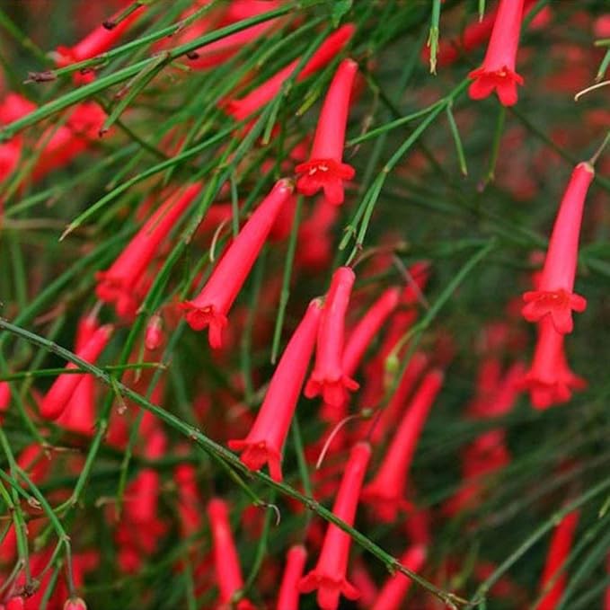 Heirloom Russelia Flower Seeds, Non-GMO Firecracker Blooms for Hummingbird-Friendly Garden Planting