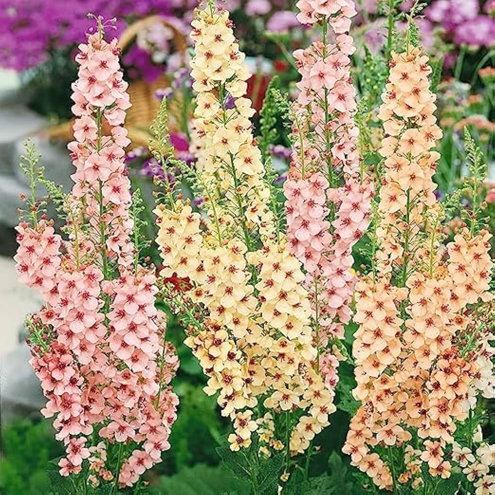 Mixed Mullein Flower Seeds – Heirloom Non-GMO Seeds for Medicinal and Drought-Tolerant Garden Planting