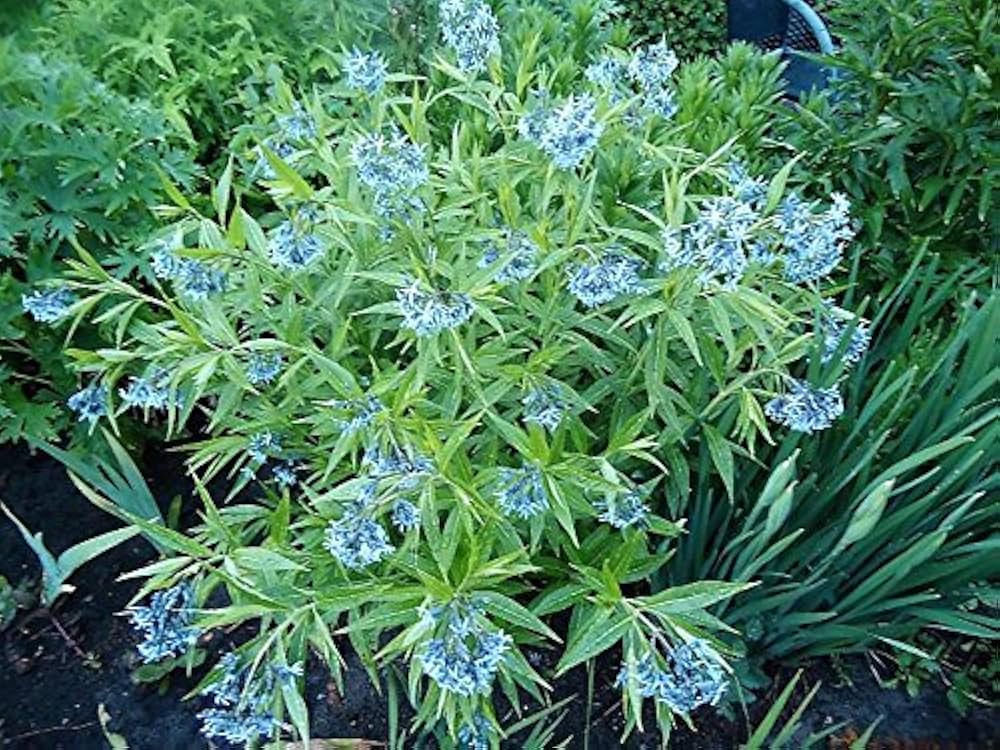 Shining - Blue for planting in home garden