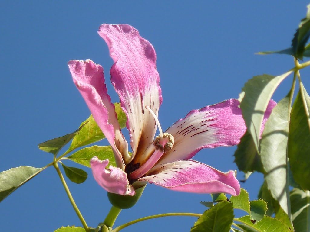 Chorisia Speciosa Flower Seeds for Planting