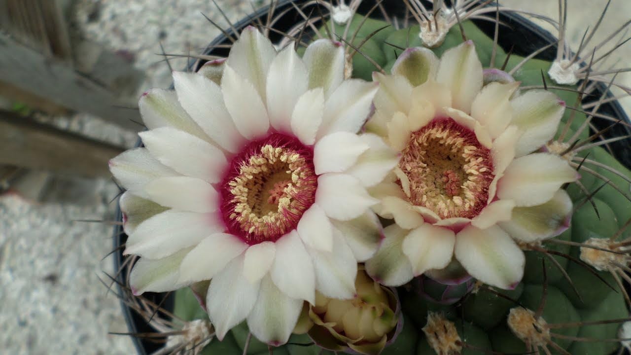 Gymnocalycium Flower Seeds – Heirloom Non-GMO Seeds for Cactus Garden Planting