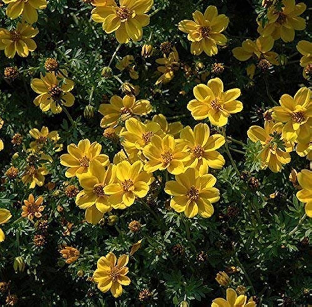 Bidens flower Bidens ferulifolia annual seeds for planting in home garden or sunny balcony containers