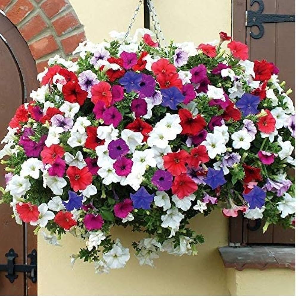 Rare Petunia Mixed Colors Organic Flower Seeds