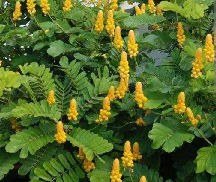 Heirloom Senna Alata Flower Seeds for Planting, Non-GMO