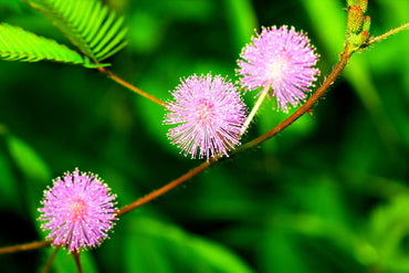 Heirloom Non-GMO Mimosa Pudica Flower Seeds for Planting – Sensitive Plant with Touch Response