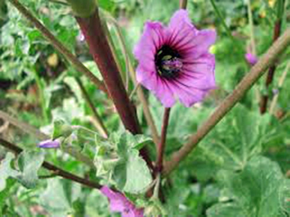 Rose Mallow mix flower seeds – pink, white, and red perennial blooms