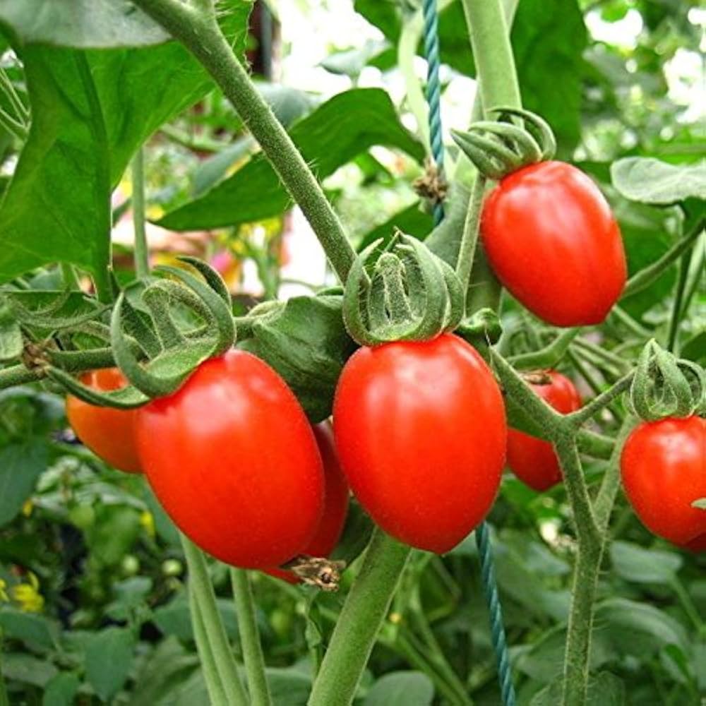 Red Pearl – Organic Tomato Seed