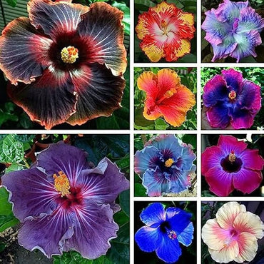 Mini Hibiscus Chinese Rose Flower Seeds for Home and Garden Planting
