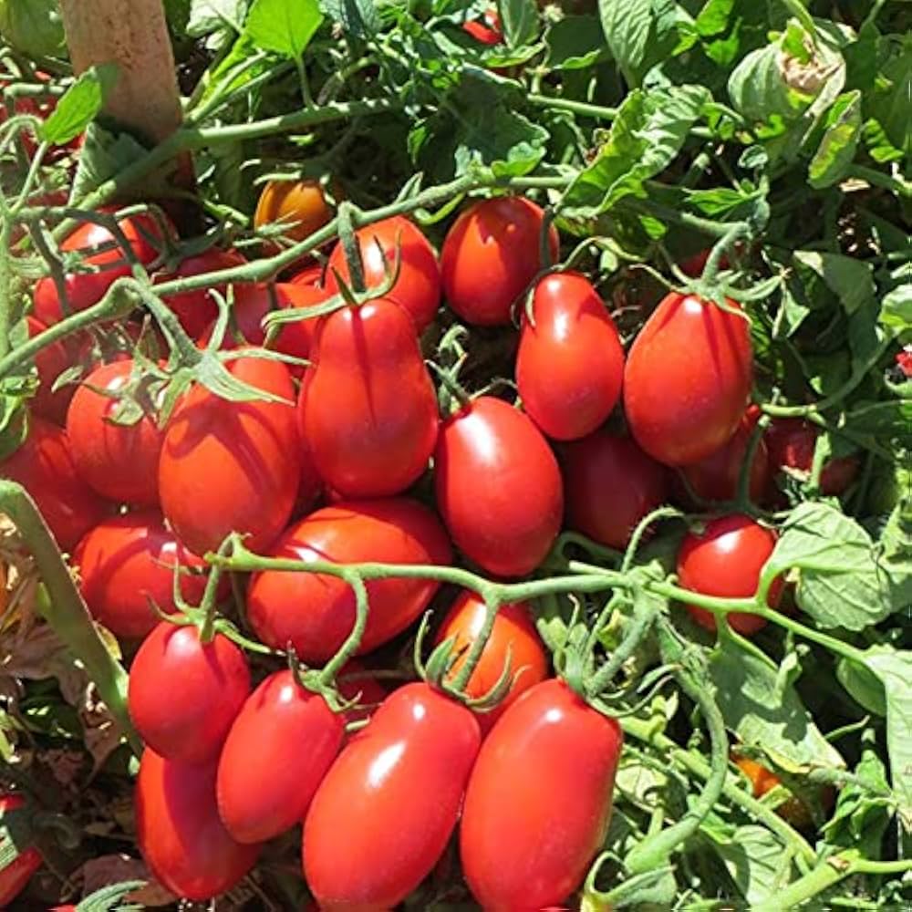 Rutgers VFA Tomato Red Tomato Plant Seeds