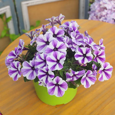 Petunia flower Petunia hybrida Trellis Chiffon pelleted seeds for planting in pots or balcony planters