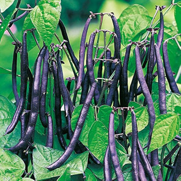 Climbing Beans Violette Vegetable Seeds
