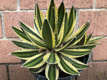 Agave Lophantha Seeds Thorncrest Agave Seeds for Planting in Dry Landscapes and Rock Gardens