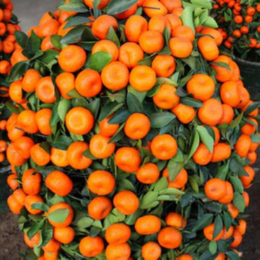 Mandarin Orange Citrus Edible Plant Seeds