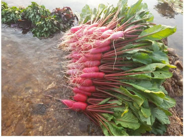 Shunkyo Semi-Long – Radish Seed