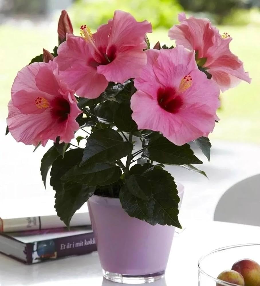 Hibiscus flower red orange giant seeds for planting in hardy exotic garden beds
