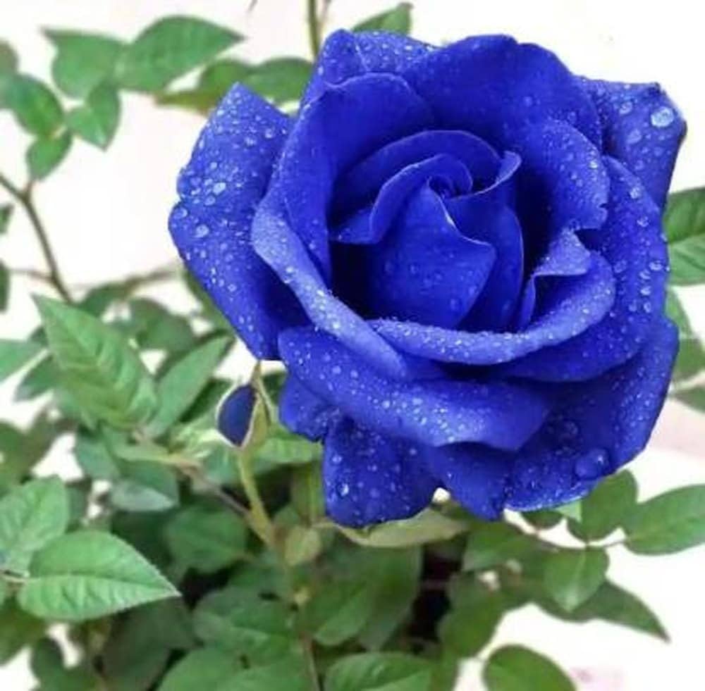 Blue Climbing Rose F2 Perennial Flower Seeds