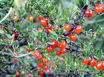 Red Coprosma Nitida Fruit Seeds - Bright Red Fruits for Your Landscape 100 pcs