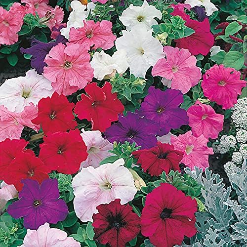 Climbing Petunia Hybrida Multicolor Flower Seeds
