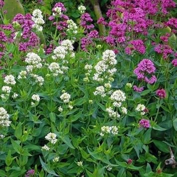 Mixed Jupiter's Flower Seeds for Planting - 100 pcs