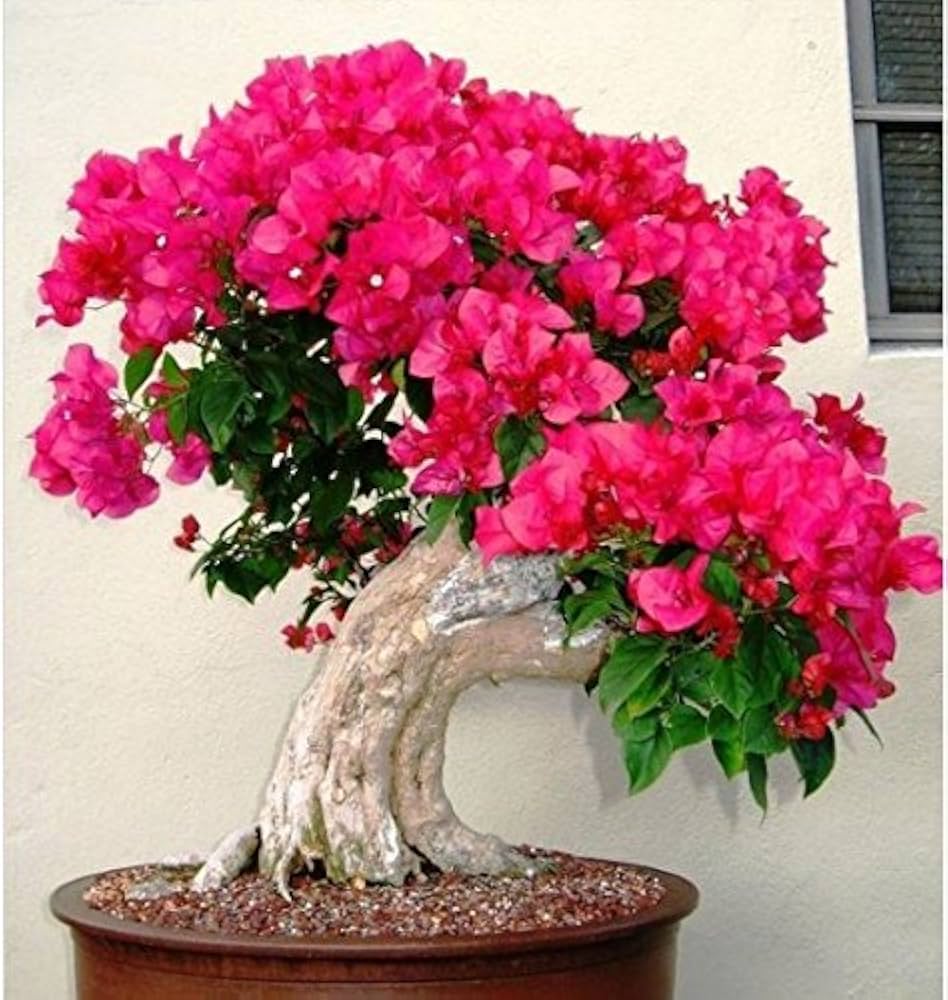 Bougainvillea Spectabilis Willd plants grown from mix-color seeds with cascading vibrant bracts