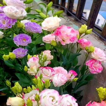 Eustoma Thornless Rose Lisanthus Seeds