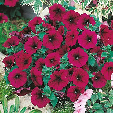 Black Velvet Petunia Red Rare Flower Seeds