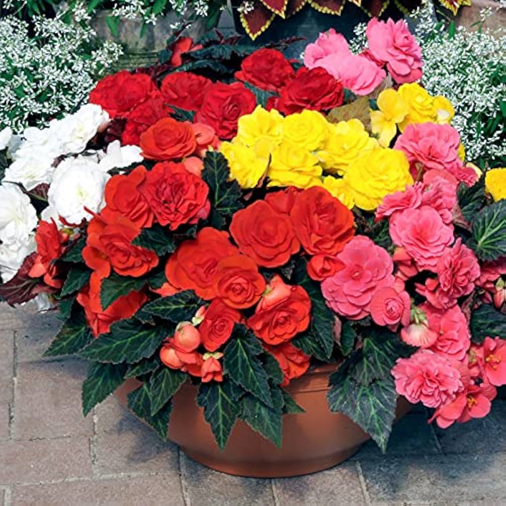 Colorful begonias grown from mixed potted seeds with vivid leaves and bright flowers