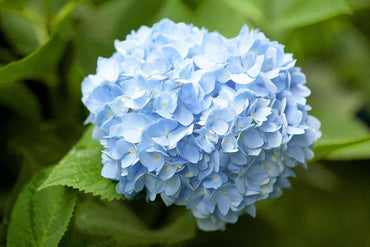 Heirloom Sky Blue Hydrangea Flower Seeds, Non-GMO Vibrant Blooms for Planting