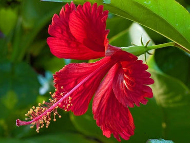 Hibiscus flower Hibiscus moscheutos Belle Disk seeds for planting in sunny backyard gardens or containers