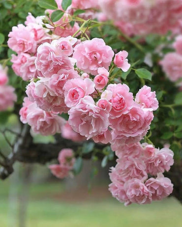 Light Pink Climbing Rose Seeds for Planting – Heirloom, Non-GMO Seeds