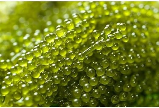 Seagrapes Fruit Seeds for a Unique, Coastal Garden Experience 100 pcs