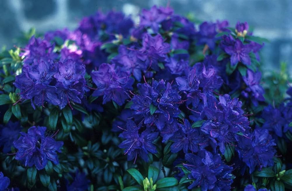Japanese Azalea Rhododendron Flower Seeds for Home and Garden Planting