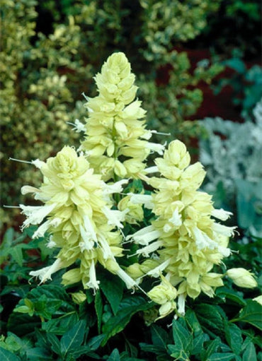 White Sage Salvia Perennial Herb Seeds for Garden