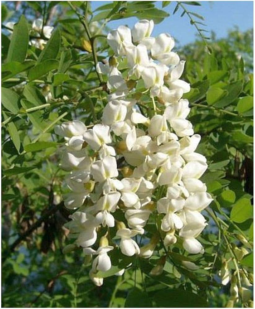 Sophora Flower Seeds