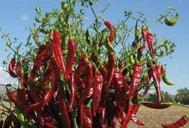 Guajillo pepper Capsicum annuum heirloom seeds for planting in backyard vegetable beds or raised containers
