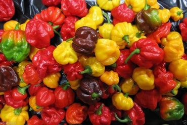 Aji Chombo Pepper seeds – rare Scotch Bonnet Panama chili