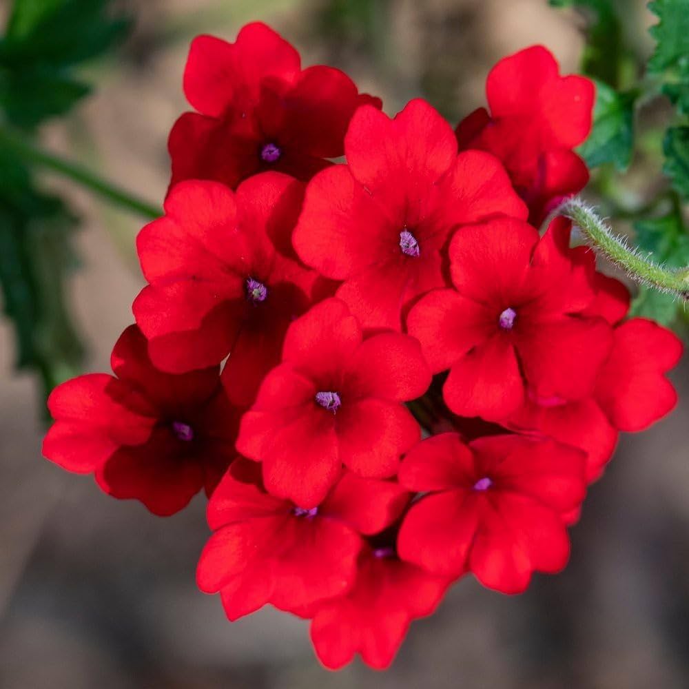Verbena Red Annual Flower Seeds for Garden