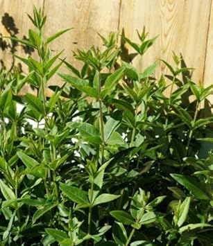 Rubia Tinctorum Green Seeds for Planting – Organic, Heirloom, Non-GMO Seeds