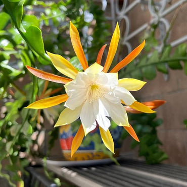 Heirloom Non-GMO Epiphyllum Anguligar Flower Seeds – Exotic Cactus Blooms for Garden Planting