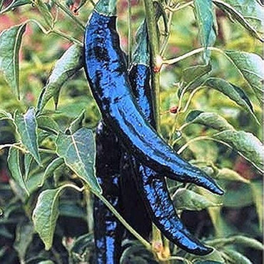 Pasilla Bajio hot pepper seeds (Capsicum annuum) for mild smoky chili flavor