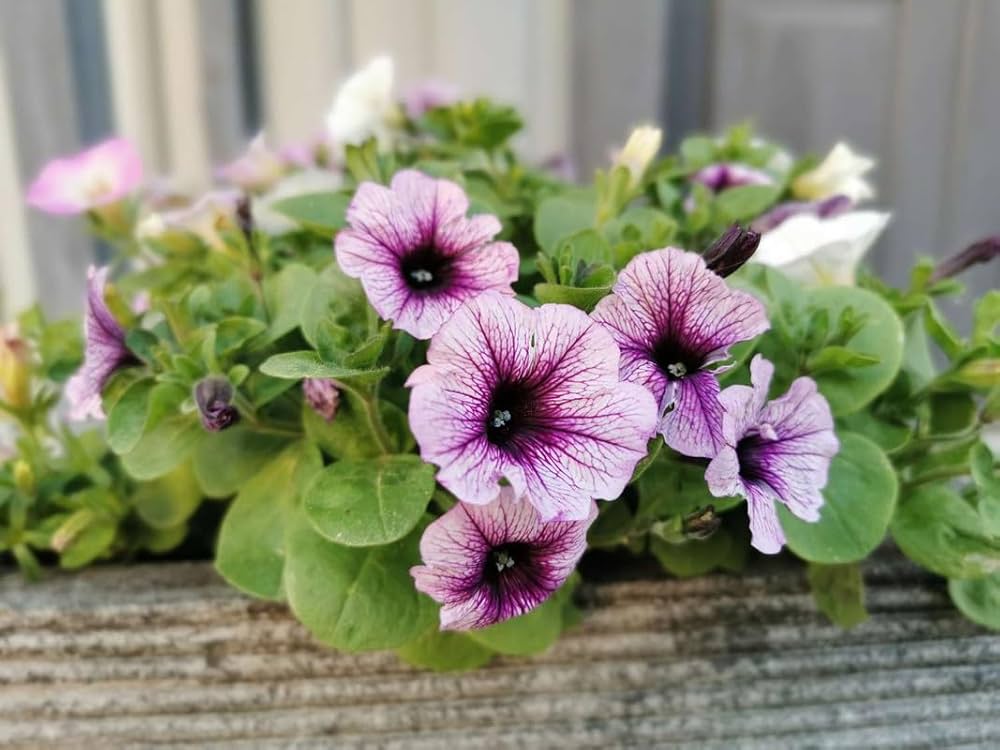 Petunia flower Petunia hybrida seeds for planting in mixed color garden pots or balcony containers