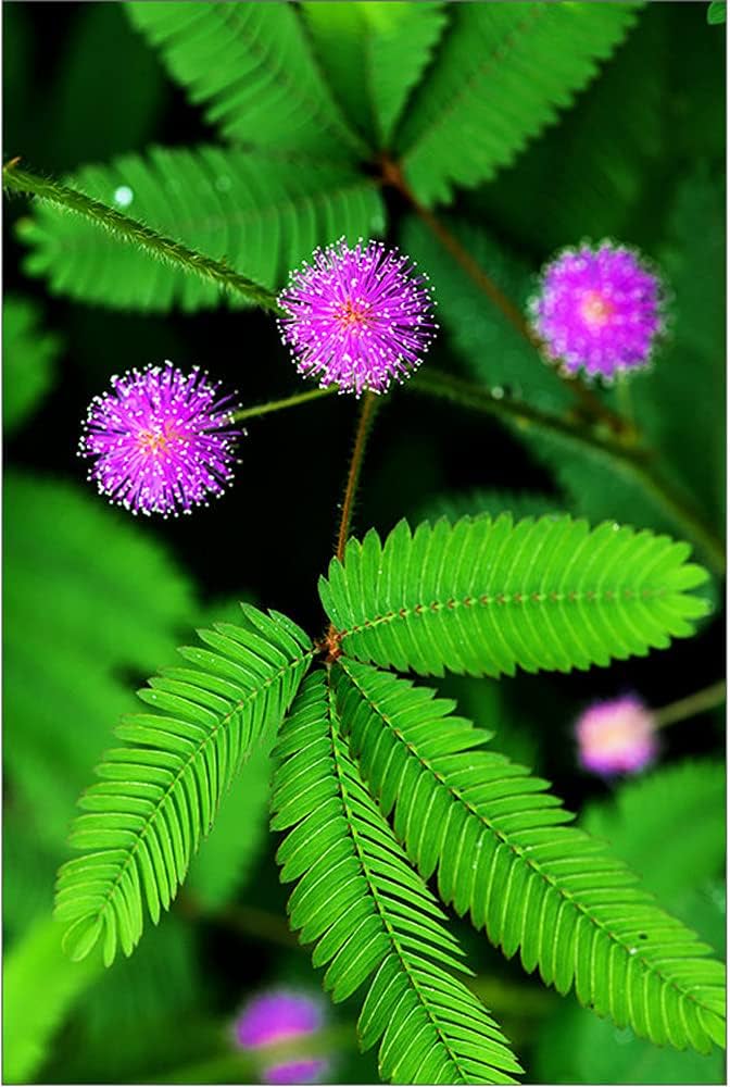 Heirloom Non-GMO Mimosa Pudica Flower Seeds for Planting – Sensitive Plant with Touch Response