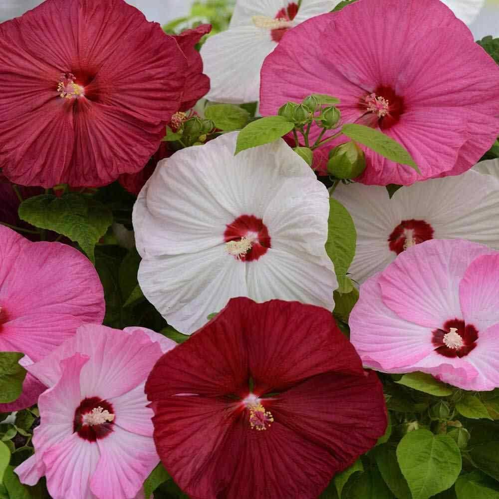 Hibiscus Mixed Colors Giant Perennial Exotic Flower - for planting in home garden