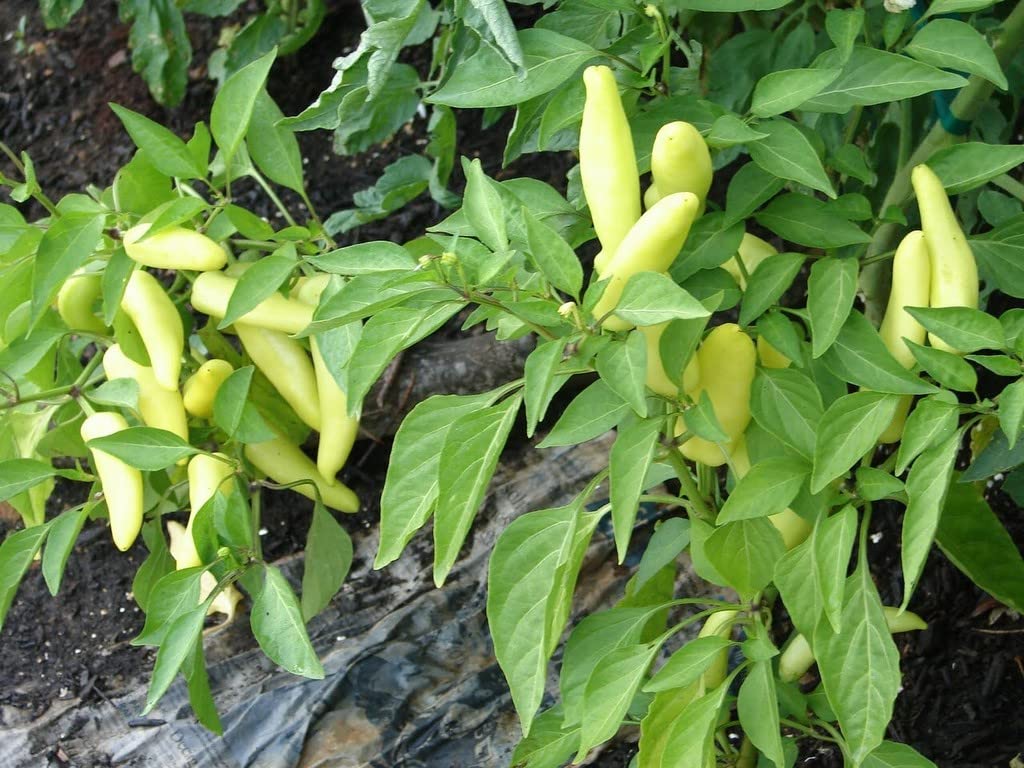 White Thai Pepper Capsicum Annuum Vegetable Seeds for Planting in Kitchen Garden and Small Outdoor Spaces