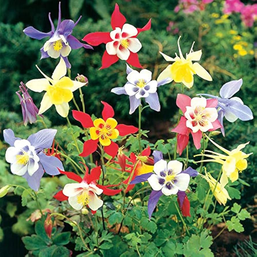 Snow White Columbine flower seeds – elegant white blooms for shady gardens