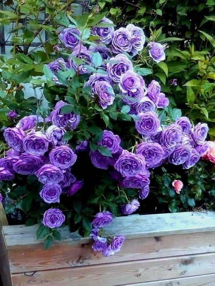 Rose Violet Purple Perennial Flower Seeds for Garden